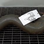 Furtun Intercooler NISSAN QASHQAI, 1.5 DCI