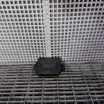 Modul parktronic