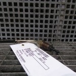 Sonda lamda